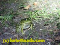 /home//u458753944/public_html/sourcegallery//Frogs/More bullfrogs/P8170140.JPG